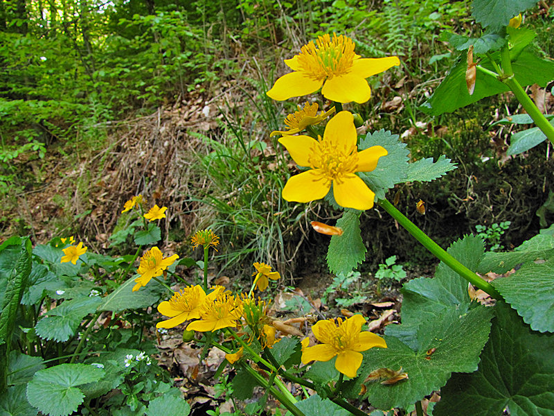 Caltha palustris / Calta